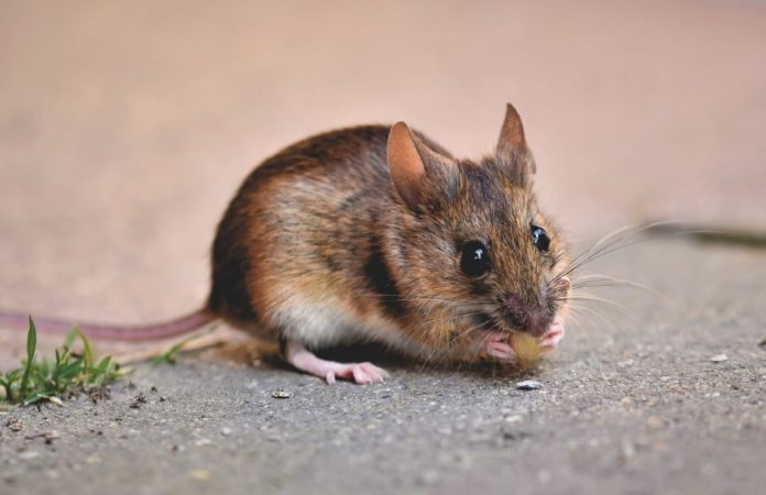 Tikus